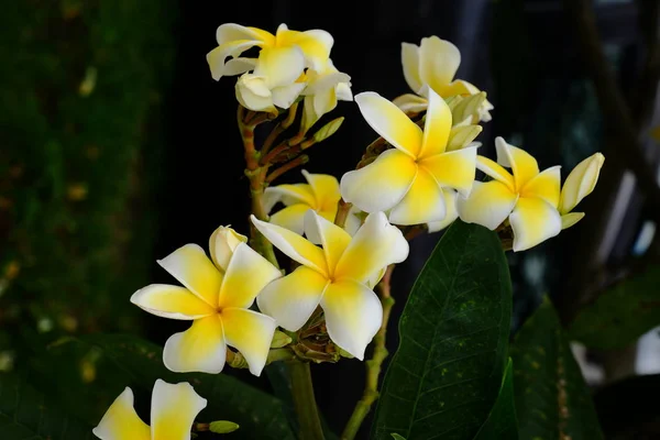 Flores Tropicales Blancas Amarillas Floreciendo Árbol — Foto de Stock