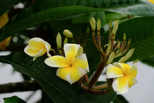 Belles Fleurs Dans Jardin Floraison Été Paysager Jardin Formel — Photo