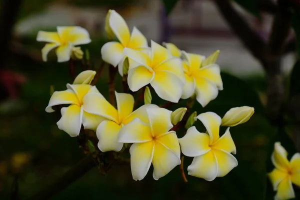 白色和黄色的热带花朵在树上盛开 — 图库照片