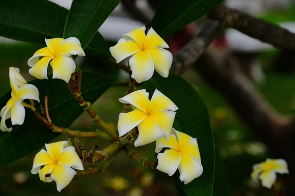 Belles Fleurs Dans Jardin Floraison Été Paysager Jardin Formel — Photo