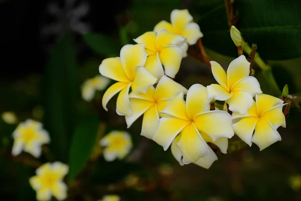 Vita Och Gula Tropiska Blommor Blommar Träd — Stockfoto