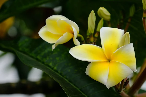 Bahçede Güzel Çiçekler Yaz Aylarında Blooming Peyzajlı Resmi Bahçe — Stok fotoğraf