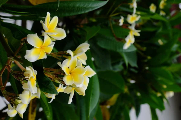 Κλείσιμο Των Λουλουδιών Frangipani Που Φυτρώνουν Εξωτερικούς Χώρους — Φωτογραφία Αρχείου