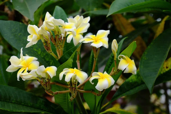 白色和黄色的热带花朵在树上盛开 — 图库照片