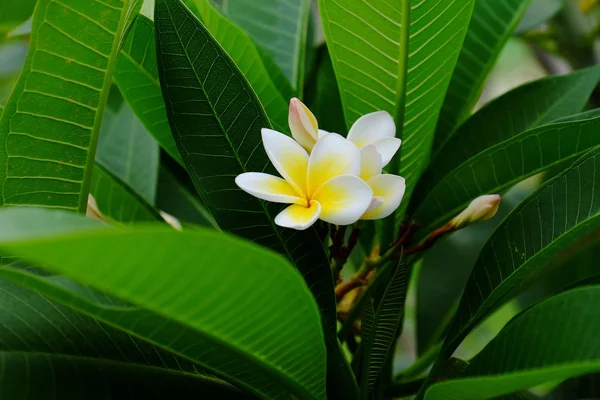 Bílé Žluté Tropické Květy Kvetoucí Stromě — Stock fotografie