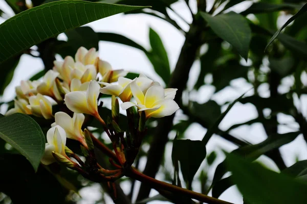 Close Van Frangipani Bloemen Groeien Buiten — Stockfoto