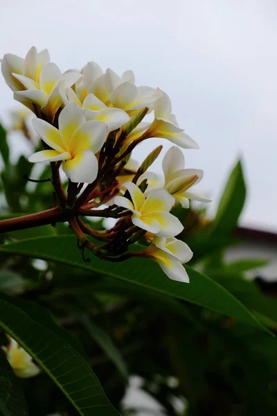 Hermosas Flores Jardín Floreciendo Verano Jardín Formal Paisajeado — Foto de Stock