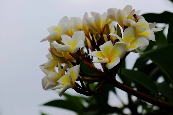 Close Van Frangipani Bloemen Groeien Buiten — Stockfoto