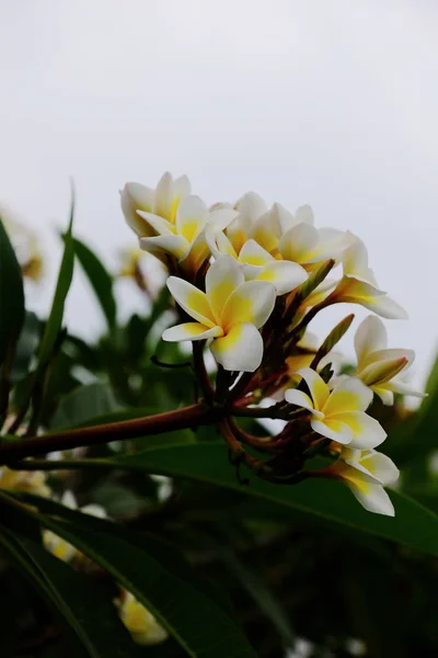 Flores Tropicales Blancas Amarillas Floreciendo Árbol — Foto de Stock