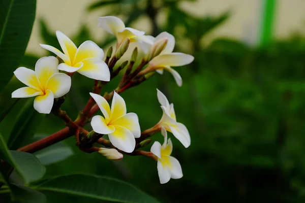 在室外生长的Frangipani花的特写 — 图库照片