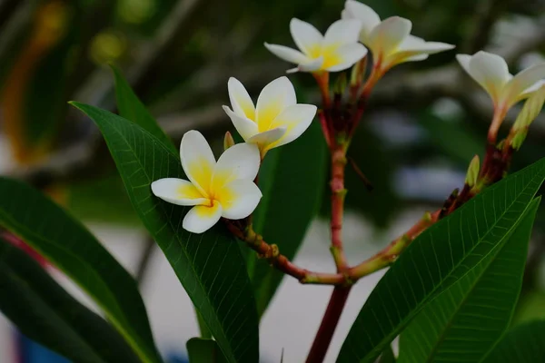 Witte Gele Tropische Bloemen Bloeien Boom — Stockfoto