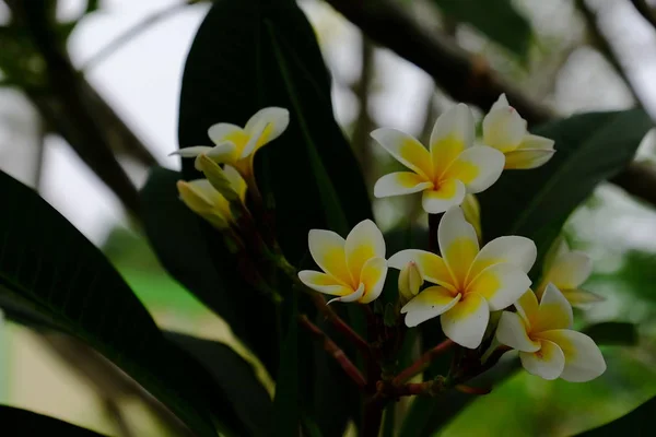 在室外生长的Frangipani花的特写 — 图库照片