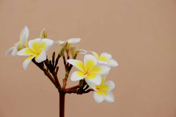 Flores Tropicais Brancas Amarelas Florescendo Árvore — Fotografia de Stock