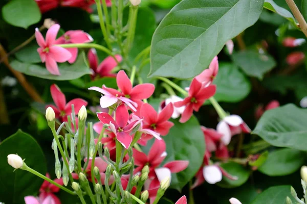 Vackra Blommor Trädgården Blommande Sommaren Anlagd Formell Trädgård — Stockfoto