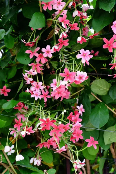 Hermosas Flores Jardín Floreciendo Verano Jardín Formal Paisajeado —  Fotos de Stock