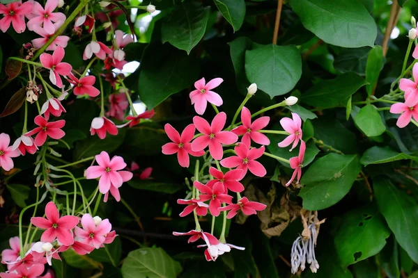 Bellissimi Fiori Giardino Fioritura Estate Giardino Formale Paesaggistico — Foto Stock