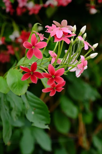 Beautiful Flowers Garden Blooming Summer Landscaped Formal Garden — Stock Photo, Image