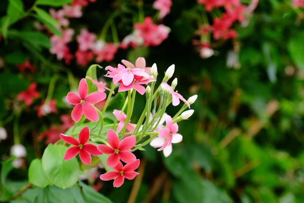 Красиві Квіти Саду Квітучі Літній Час Ландшафтний Сад — стокове фото
