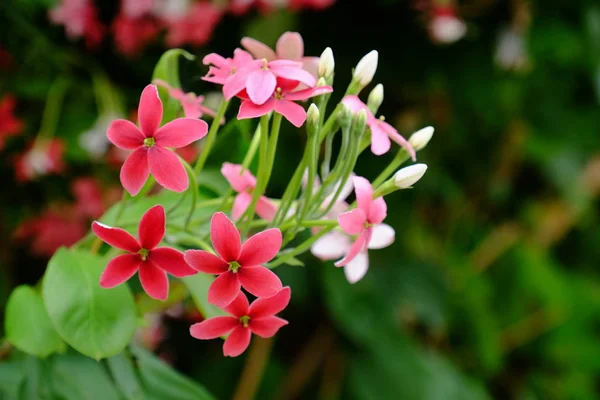 Vackra Blommor Trädgården Blommande Sommaren Anlagd Formell Trädgård — Stockfoto