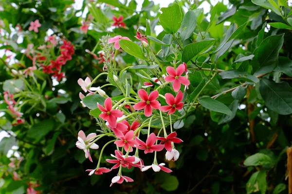 Beautiful Flowers Garden Blooming Summer Landscaped Formal Garden — Stock Photo, Image