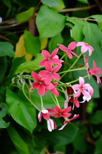 Vackra Blommor Trädgården Blommande Sommaren Anlagd Formell Trädgård — Stockfoto