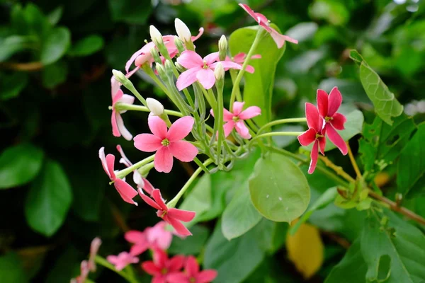 Hermosas Flores Jardín Floreciendo Verano Jardín Formal Paisajeado — Foto de Stock