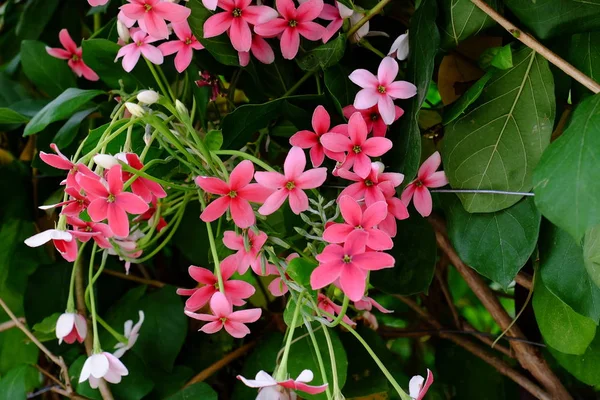 Närbild Röda Blommor Växer Utomhus — Stockfoto