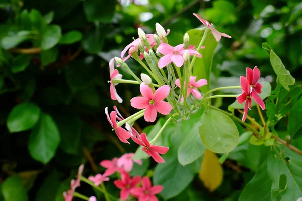 Primo Piano Fiori Rossi Che Crescono All Aperto — Foto Stock