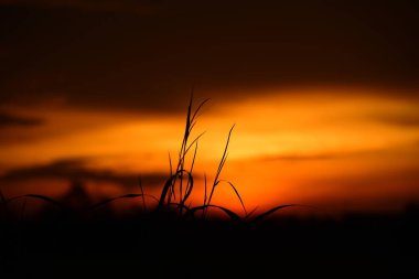 Gün batımı manzarası. Koyu bulutlu arazi ve gökyüzü, yeşil tarlada gün batımı, gölde gün batımı ve altın bulutlu gökyüzü. Ve güzel su yansıması