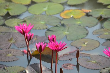 Gölette güzel zambak çiçekleri