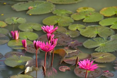 Gölette güzel nilüfer çiçekleri