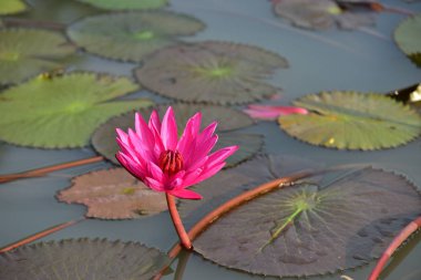 Gölette güzel nilüfer çiçekleri