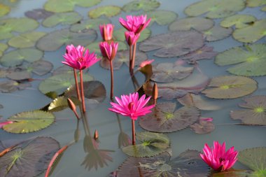 Gölette güzel nilüfer çiçekleri
