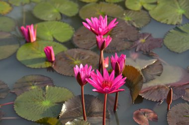 Gölette güzel nilüfer çiçekleri