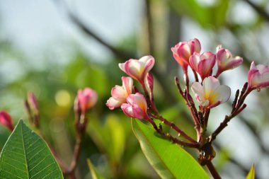Baharda güzel pembe manolya çiçekleri 
