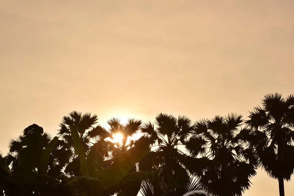 Cielo Del Atardecer Sobre Palmeras —  Fotos de Stock