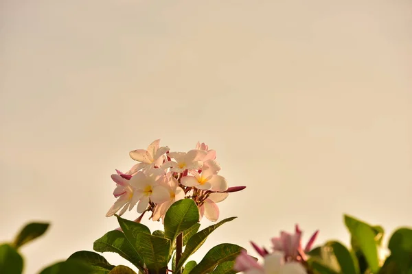 Belles Fleurs Printanières Dans Jardin — Photo