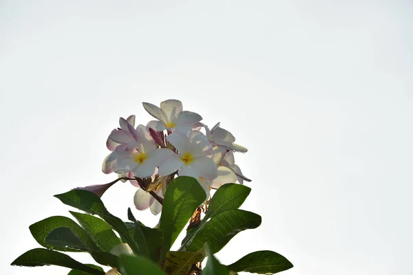 Belles Fleurs Printanières Dans Jardin — Photo