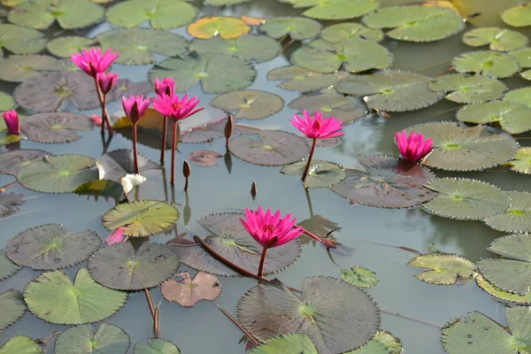 池塘里美丽的荷花 — 图库照片