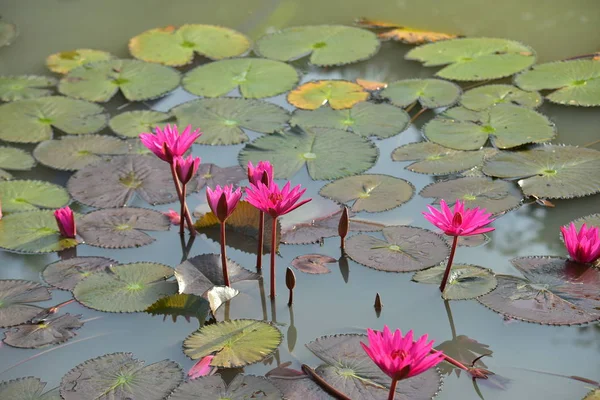 池の美しい蓮の花 — ストック写真