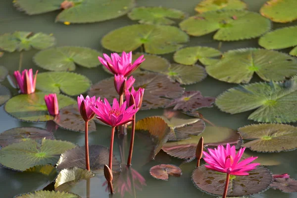 Beautiful Lotus Flowers Pond — Stock Photo, Image