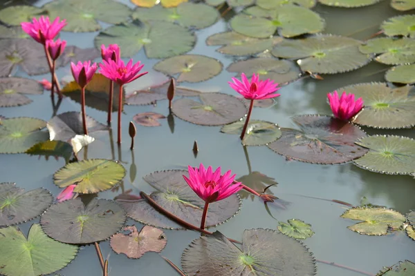 Beautiful Lotus Flowers Pond — Stock Photo, Image