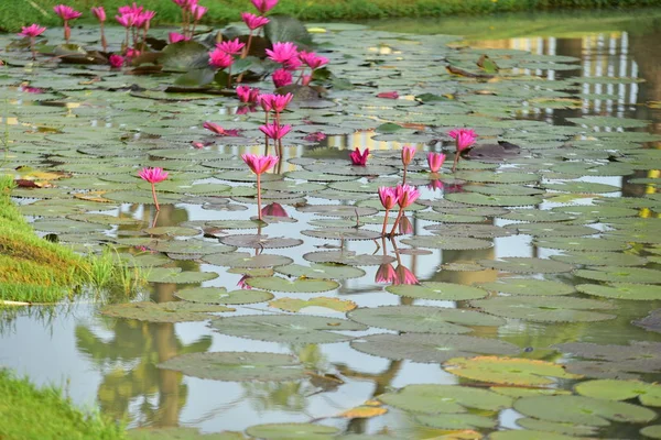 Belles Fleurs Lotus Dans Étang — Photo