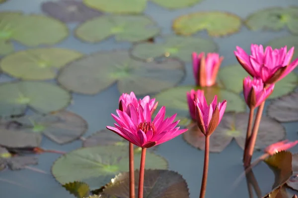 Beautiful Lily Flowers Pond — Stock Photo, Image