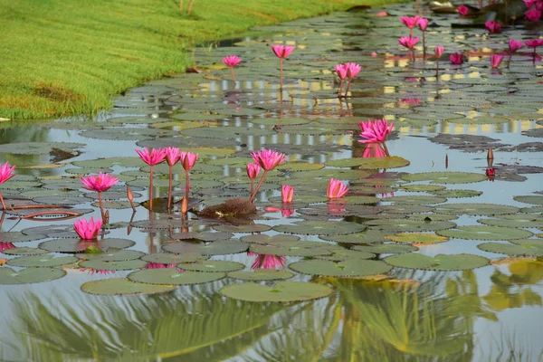 Belles Fleurs Lys Dans Étang — Photo