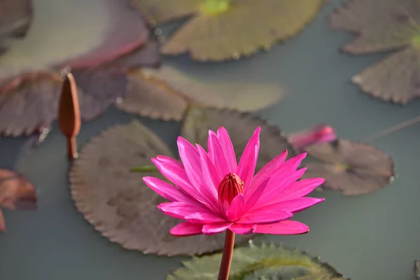 Beautiful Lily Flowers Pond — Stock Photo, Image