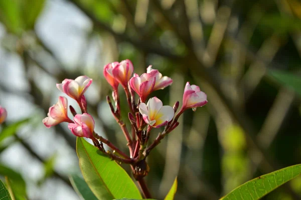 Bellissimi Fiori Magnolia Rosa Primavera — Foto Stock