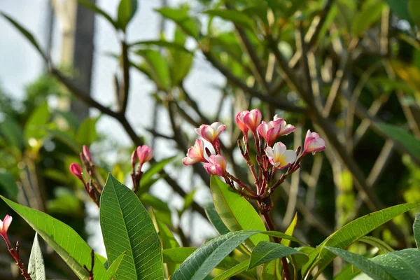 Mooie Roze Magnolia Bloemen Het Voorjaar — Stockfoto