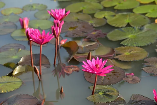 Beautiful Lily Flowers Pond — Stock Photo, Image