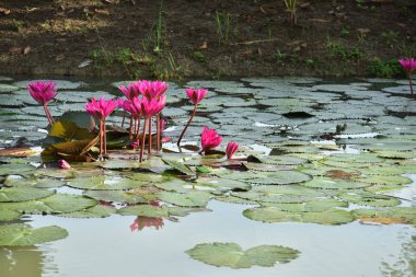 Gölette güzel zambak çiçekleri